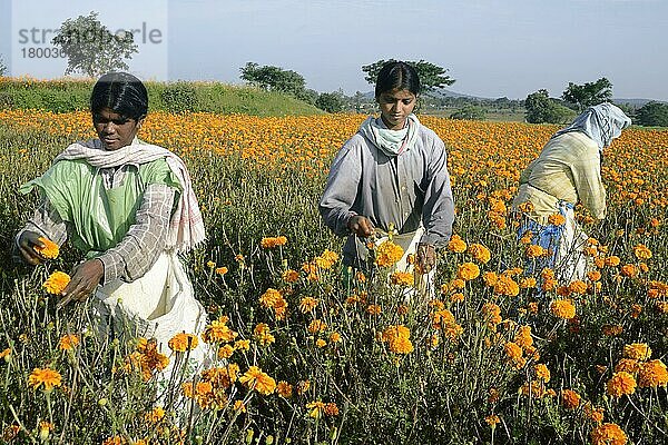 Blumenzucht  Arbeiter beim Pflücken von Blumen der Aztekischen Ringelblume (Tagetes erecta)  im Feld wachsend  Gundelpet  Karnataka  Indien  September  Asien