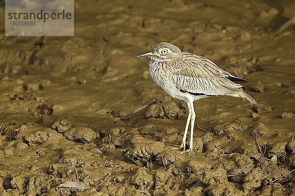 Senegalesisches Dickknie (Burhinus senegalensis)  erwachsen  stehend auf Schlamm  Gambia  Februar  Afrika