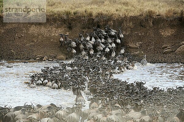 Östliche Streifengnu-Herde (Connochaetes taurinus) überquert den Mara-Fluss. Masai Mara-Nationalreservat  Kenia  Afrika