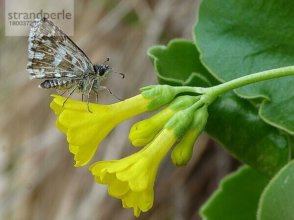 Grizzled Skipper (Pyrgus malvae) erwachsenes Männchen  ruhend auf der Blüte der Auricula (Primula auricula)  Dolomiten  Italienische Alpen  Italien  Juni  Europa