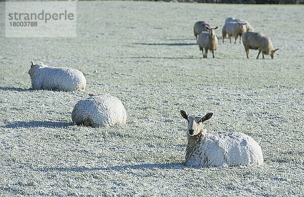 Hausschafe  Blaugesicht Leicester  Erwachsene  schneebedeckt  ruhen auf der Weide  nahe Thornhill  Dumfries and Galloway  Schottland  Januar