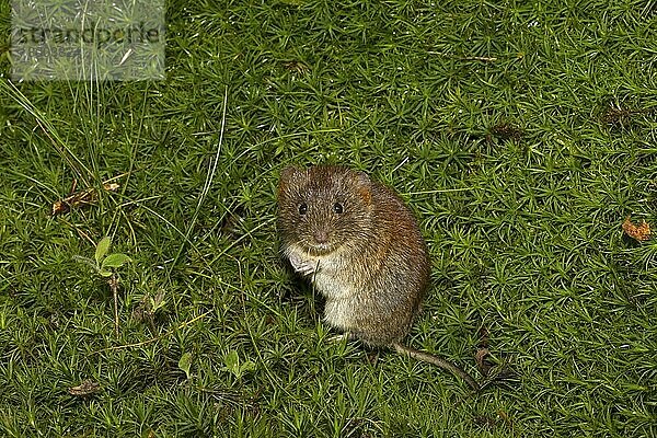 Bank Vole (Myodes glareolus) erwachsene Frau  auf Moos sitzend  Norfolk  England  September (kontrolliert)