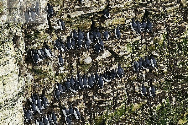 Erwachsene Trottellumme (Uria aalge)  brütendes Gefieder  Herde  die auf Felsvorsprüngen schläft  Bempton Cliffs RSPB Reserve  Bempton  East Yorkshire  England  Februar