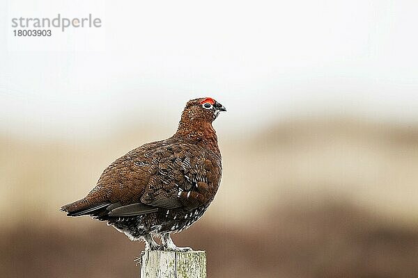 Rothuhn (Lagopus lagopus scotica)  erwachsenes Männchen auf Zaunpfahl  Grinton  Yorkshire March