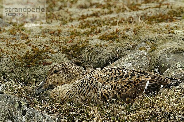 Eiderente (Somateria mollissima)  erwachsenes Weibchen  auf Nest sitzend  Nordost-Island  Juni