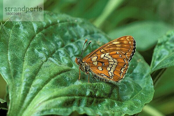 Seltene Scheckenfrucht (Euphydryas maturna)  erwachsenes Weibchen  auf Wegerichblatt ruhend  Schweiz  Juni  Europa