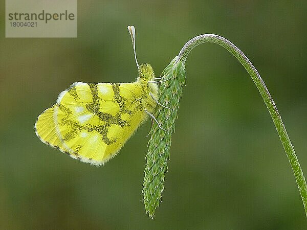 Marokkanische Orangenspitze (Anthocharis belia)  erwachsenes Weibchen  schlafend auf dem Blütenkopf des Spitzwegerichs (Plantago lanceolata)  Andalusien  Spanien  April  Europa