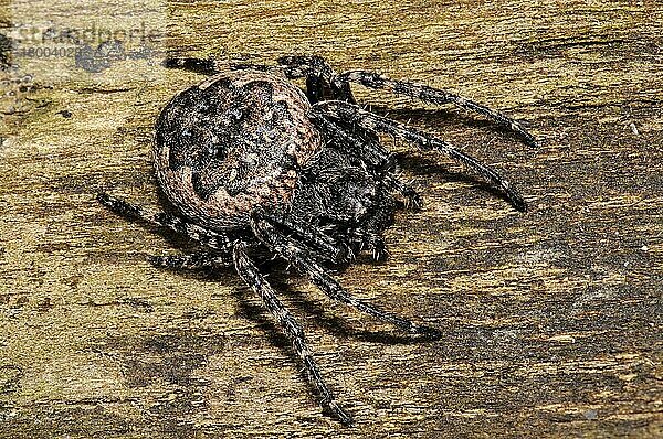 Walnuss-Orbweberspinne (Nuctenea umbratica)  erwachsenes Weibchen  auf einem Stück Totholz im Garten ruhend  Sowerby  North Yorkshire  England  April