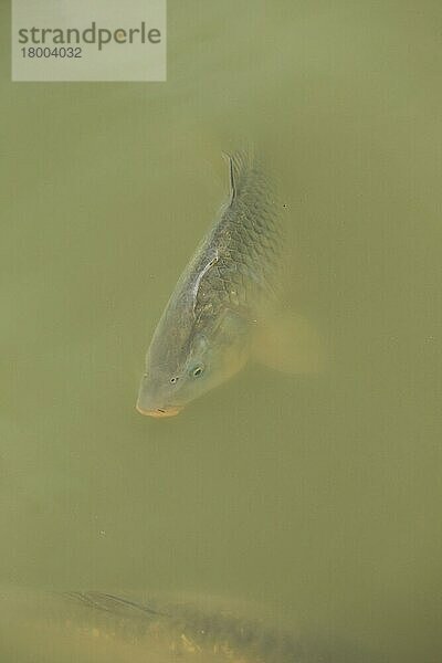 Erwachsener Karpfen (Cyprinus carpio)  schwimmt nahe der Wasseroberfläche  Normandie  Frankreich  August  Europa