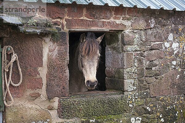 Pferd  Pony  Mischling  Erwachsener  schaut aus dem Fenster im Wirtschaftsgebäude  Seascale  Cumbria  England  März