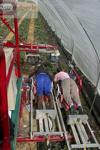 Mechanisierter Erdbeerpflücker  10 Personen pflücken plus ein Vorarbeiter