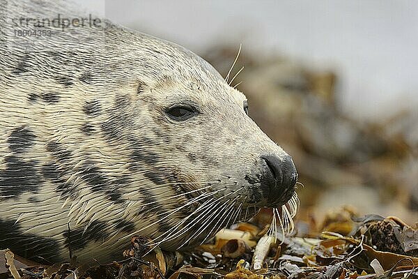 Kegelrobbe (Halichoerus grypus)  erwachsenes Weibchen  Nahaufnahme des Kopfes  am Wrack bedeckten Strand ruhend  Orkney  Schottland  November