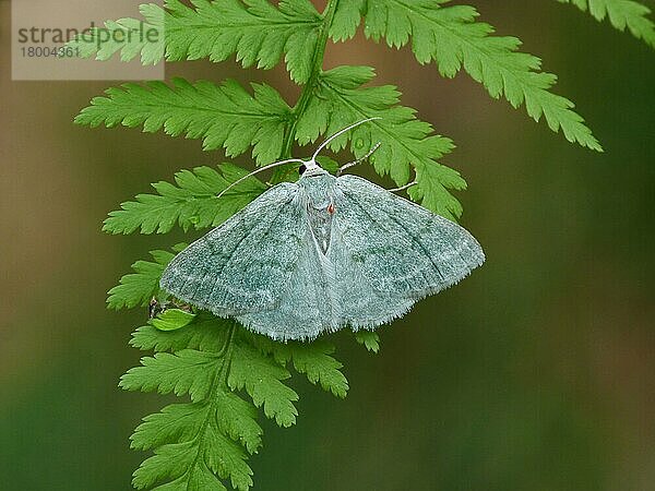 Smaragdgras (Pseudoterpna pruinata)  erwachsenes Männchen  ruhend auf Frauenfarn (Anthyrium filix-femina) Wedel  Cannobina-Tal  Italienische Alpen  Piemont  Norditalien  Juli