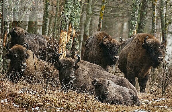 Europäischer Bison (Bison bonasus)  erwachsene Weibchen und Kalb  Herde  die sich von Rinde ernährt und am Waldrand ruht  Bialowieza N. P. Woiwodschaft Podlaskie  Polen  Februar  Europa