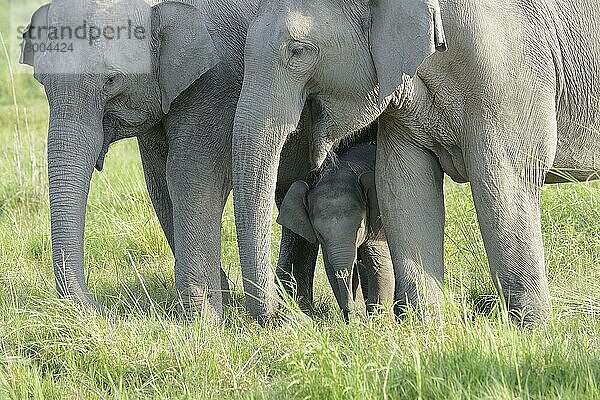 Asiatischer Elefant (Elephas maximus indicus) zwei erwachsene Weibchen und Kalb  wobei das Kalb zwischen den erwachsenen Weibchen geschützt ist  im Grasland stehend  Jim Corbett N. P. Uttarkhand  Indien  Mai  Asien