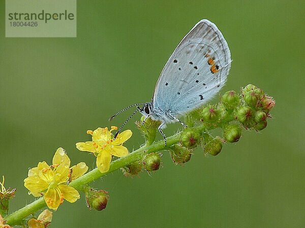 Kurzschwanzblaues (Everes argiades) erwachsenes Männchen  schlafend auf Agrimony (Agrimonia eupatoria) mit Morgentau  Frankreich  Juli  Europa