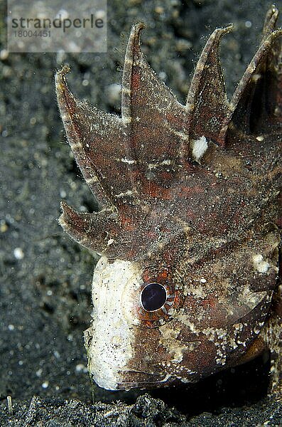 Erwachsener Weißgesicht-Waschfisch (Paracentropogon longispinus)  Nahaufnahme des Kopfes  auf schwarzem Sand ruhend  Lembeh-Straße  Sulawesi  Sunda-Inseln  Indonesien  Januar  Asien