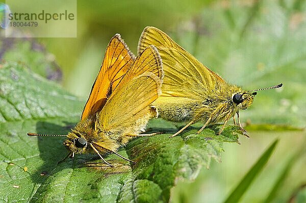 Großer Skipper (Ochlodes venatus) erwachsenes Paar  Paarung auf Brombeerblatt  Ivinghoe Beacon  Chiltern Hills  Buckinghamshire  England  Juni