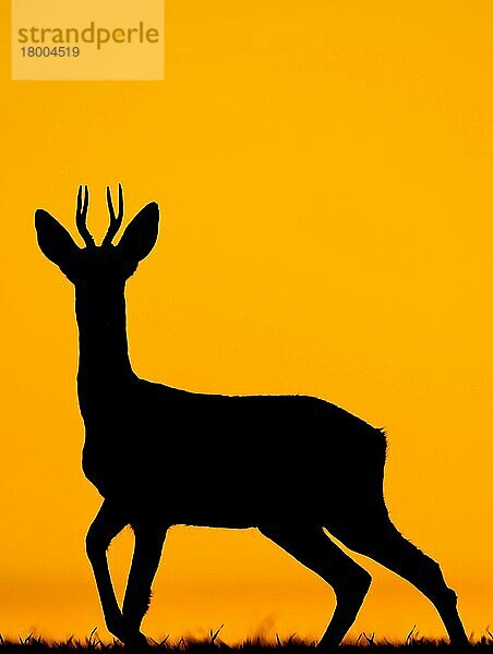 Western Roe Deer (Capreolus capreolus) Bock  im Feld stehend  Silhouette bei Sonnenuntergang  Norfolk  England  September