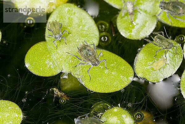Erwachsene und junge Seerosenblattlaus (Rhopalosiphum nymphaeae)  auf Blättern der Wasserlinse (Lemna minor) im Gartenteich  Dorset  England  September