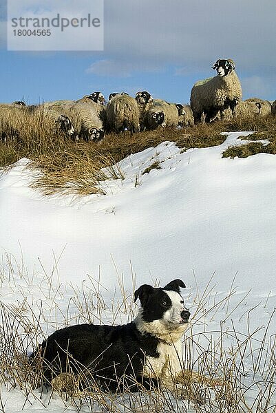 Haushund  Border Collie  arbeitender Schäferhund  erwachsen  auf Schnee liegend neben der Schafherde von Swaledale  Cumbria  England  März