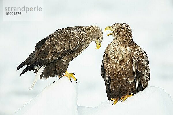 Erwachsenes Seeadler-Paar (Haliaeetus albicilla)  ruhend und interagierend auf Offshore-Meereis  Hokkaido  Japan  Februar  Asien