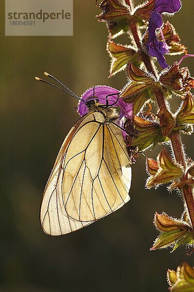 Erwachsener  schwarz geäderter Weißer (Aporia crataegi)  schlafend auf der Blüte des Wiesen-Salbei (Salvia pratensis) in der Morgendämmerung  Causse de Gramat  Zentralmassiv  Lot  Frankreich  Mai  Europa