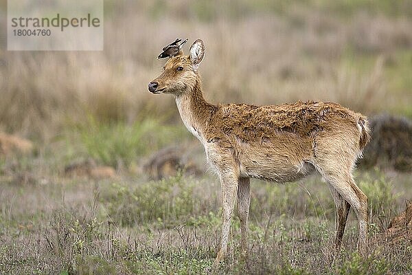 Sumpfhirsch (Rucervus duvaucelii branderi) hart geschliffene Form  erwachsenes Weibchen  mit einer erwachsenen gemeinen Hirschkuh (Acridotheres tristis)  vom Kopf abhebend  Kanha N. P. Madhya Pradesh  Indien  April  Asien