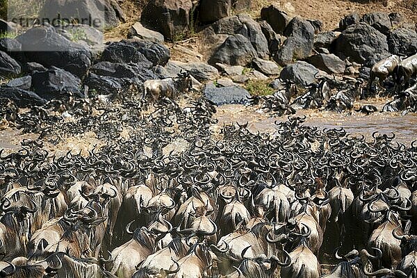 Östliche Streifengnu-Herde (Connochaetes taurinus) überquert den Mara-Fluss. Masai Mara-Nationalreservat  Kenia  Afrika