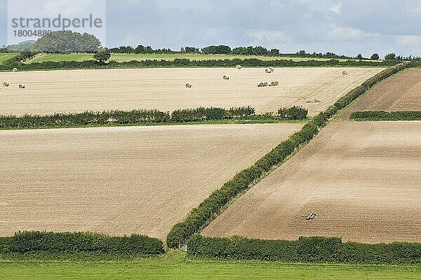 Ansicht von Feldern mit Hecken und kürzlich bewirtschafteten Ackerflächen  Dorset  England  September