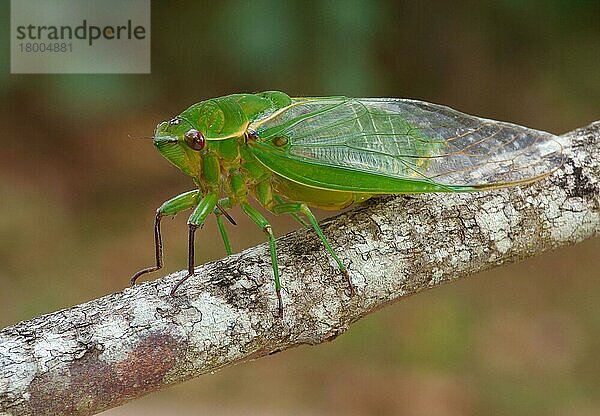 Australische Grüne Krämerzikade (Cyclochila australasiae) 'Grüner Montag'-Formular  erwachsen  auf Zweig ruhend  Atherton Tableland  Great Dividing Range  Queensland  Australien  Oktober  Ozeanien