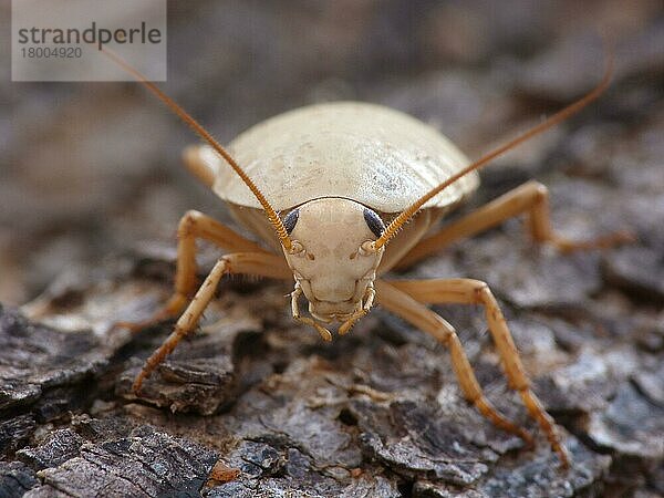 Erwachsene Buschschabe (Ellipsidion humerale)  klettert auf Baumstamm  Westaustralien  Australien  Ozeanien