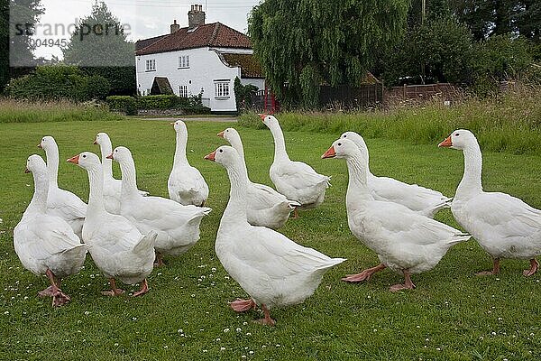 Norwegische Weiße Gänse  reinrassig  Haustiere  Nutztiere  Geflügel  Gänse  Gänsevoegel  Tiere  Vögel  Hausgänse  Domestic Goose  Norwegian White  flock  walking on village green  Tottenhill  Norfolk  England  July