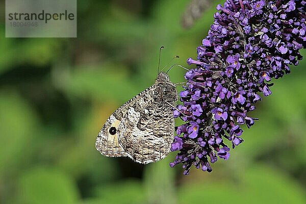 Äsche (Hipparchia semele) adult  ernährt sich von Blüten der Buddleia (Buddleja sp.)  Suffolk  England  August