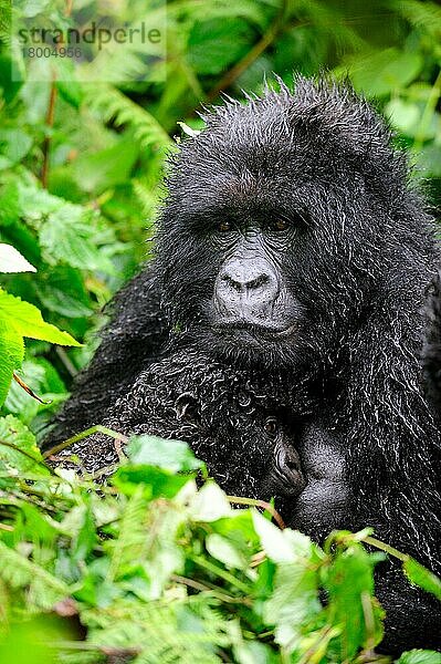 Weiblicher Berggorilla(Gorilla beringei beringei) stillt Affenbaby im Regen  Volcanoes National Park  Ruanda  Afrika