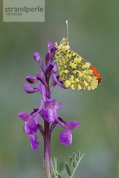 Östliche Orangenspitze (Anthocharis damone)  erwachsenes Männchen  schlafend auf einer Orchidee mit grünen Flügeln (Orchis morio)  Ätna  Sizilien  Italien  April  Europa