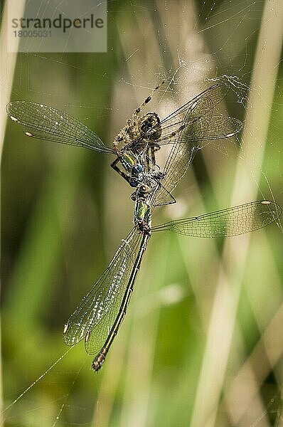 Erwachsene Garten-Kreiselspinne (Araneus diadematus)  mit Weiden-Smaragdjungfer (Chalcolestes viridis)  erwachsene männliche und weibliche Beute in Netz gefangen  Staverton Lakes  Suffolk  England  August