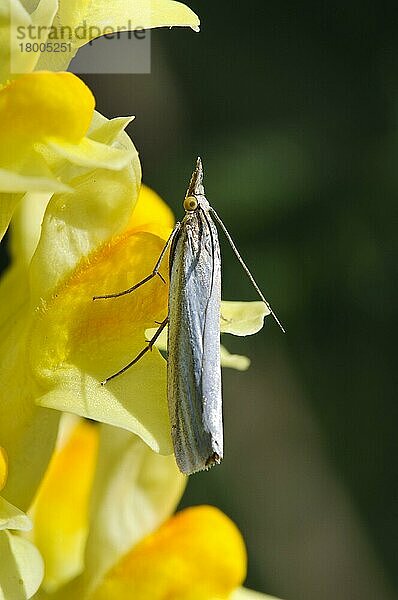 Hakengestreifter Grasfurchen (Crambus lathoniellus)  erwachsen  auf der Blüte des Krötenflachses (Linaria vulgaris) ruhend  Ivinghoe Beacon  Chiltern Hills  Buckinghamshire  England  Juni