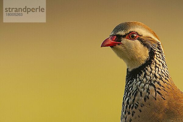 Rotfußhuhn (Alectoris rufa)  erwachsen  Nahaufnahme des Kopfes  Norfolk  England  März