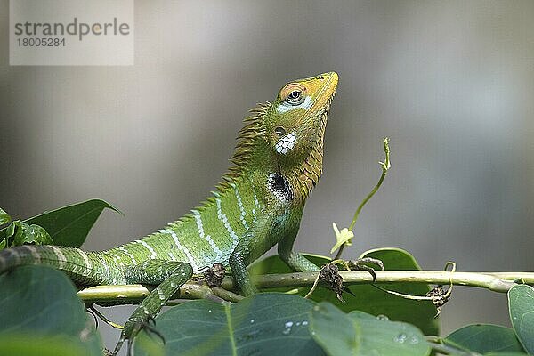 Grüne Waldeidechse (Calotes calotes)  ein erwachsenes Männchen  das sich auf der Vegetation ausruht  kurz bevor es bei der Annäherung eines rivalisierenden Männchens Farbe annimmt  Sri Lanka  Asien