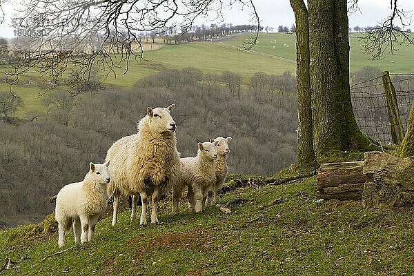 Hausschaf  gekreuztes Mutterschaf mit drei Lämmern  auf der Weide auf einer Bergfarm stehend  Powys  Wales  April