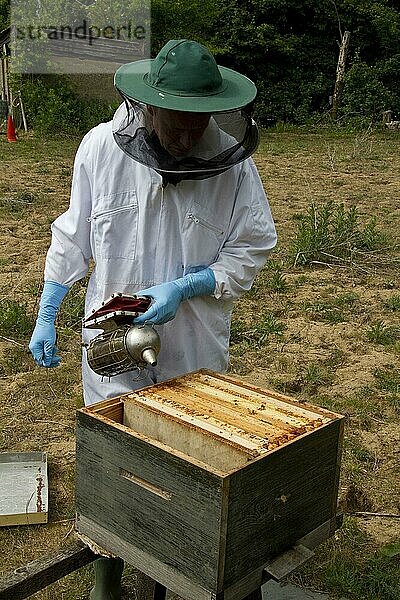 Mit einem Raucher über dem offenen Brutkasten werden ein Teil des Bienenstocks und freiliegende Wachsrahmen zur Beruhigung der Honigbienen  Holzspäne und Papier zur Herstellung des Rauchs verwendet