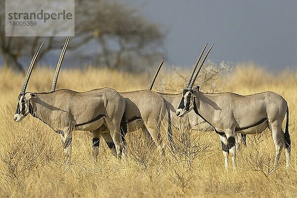 Beisa Oryx (Oryx beisa) vier Erwachsene  stehend in Trockensavanne  Samburu National Reserve  Kenia  August  Afrika