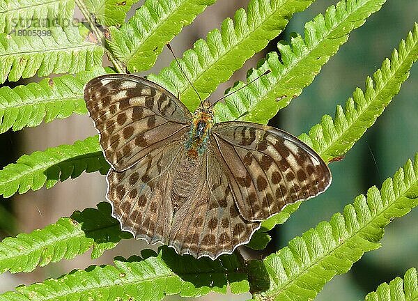 Silber gewaschener Scheckenfalter (Argynnis paphia valesina) dunkle Form  erwachsen  auf Farnwedel ruhend  Italien  Juli  Europa