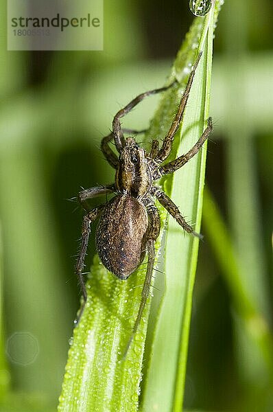 Erwachsene Feldwolfspinne (Pardosa agrestis)  im langen Gras ruhend  wartet auf Beute aus dem Hinterhalt  Crossness Nature Reserve  Bexley  Kent  England  Mai