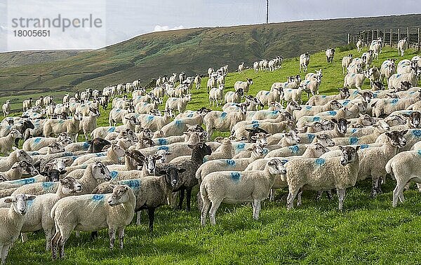 Hausschafe  Maultiere und halbgezüchtete Mutterschafe  Herde auf der Weide  Holmfirth  West Yorkshire  England  August