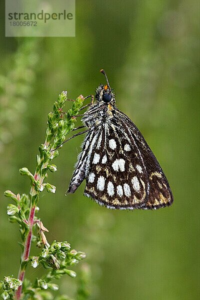 Großer karierter Schiffer (Heteropterus morpheus)  erwachsenes Männchen  Unterseite  auf Heidekraut (Calluna vulgaris) ruhend  Italienische Alpen  Italien  Juli  Europa