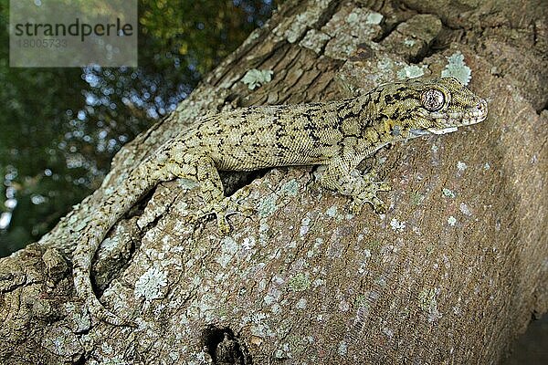 Erwachsener Wahlberg's Velvet Gecko (Homopholis wahlbergii)  klettert auf Baumstamm  Südafrika