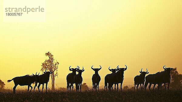 Weißschwanzgnu (Connochaetes taurinus)  erwachsene und juvenile Tiere  Silhouette der Herde bei Sonnenuntergang  Swara Plains Conservancy  Kapiti Plains  Kenia  Januar  Afrika