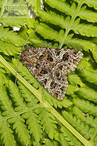 Die erwachsene Motte Campion (Sideridis rivularis) ruht auf Farnblättern. Powys  Wales